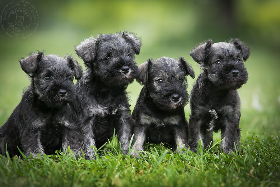 Fekete törpe schnauzer kölykök